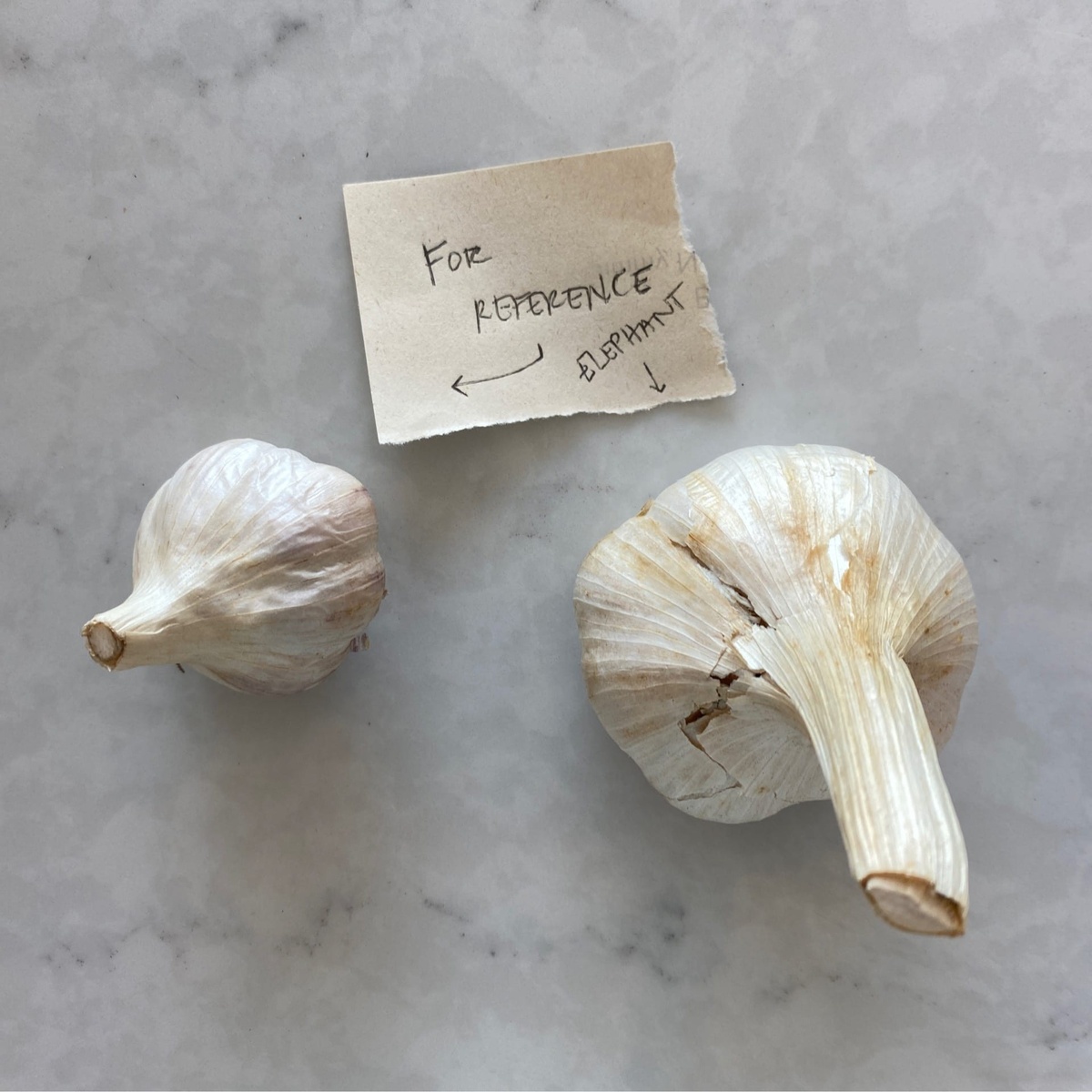 Long Walk Farm Garlic, Elephant ($1.1/oz)