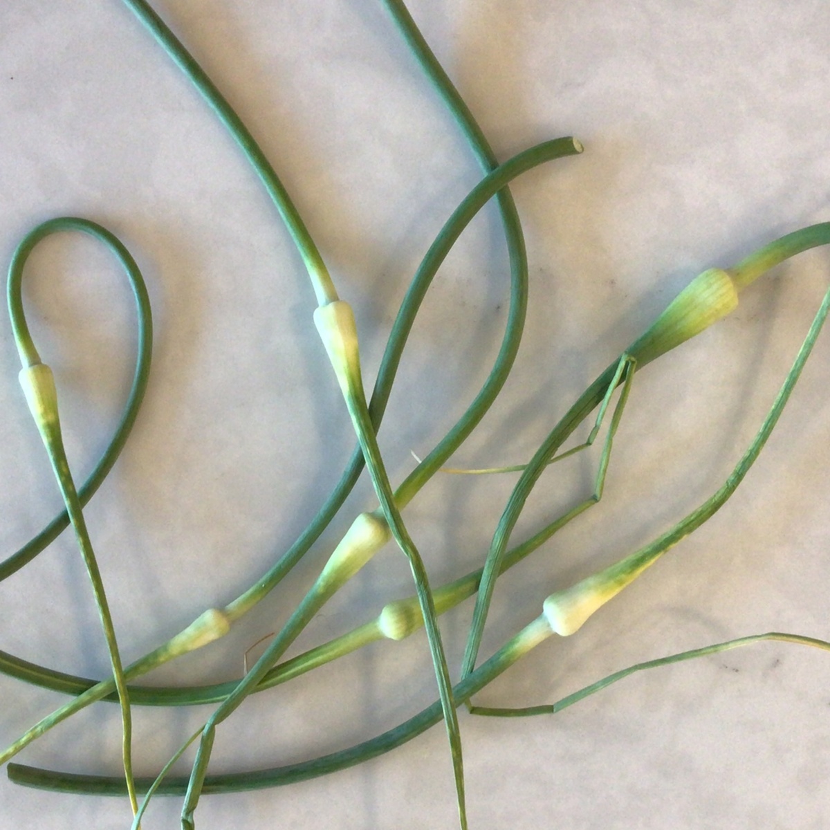 Flavor Country Farm Garlic Scapes