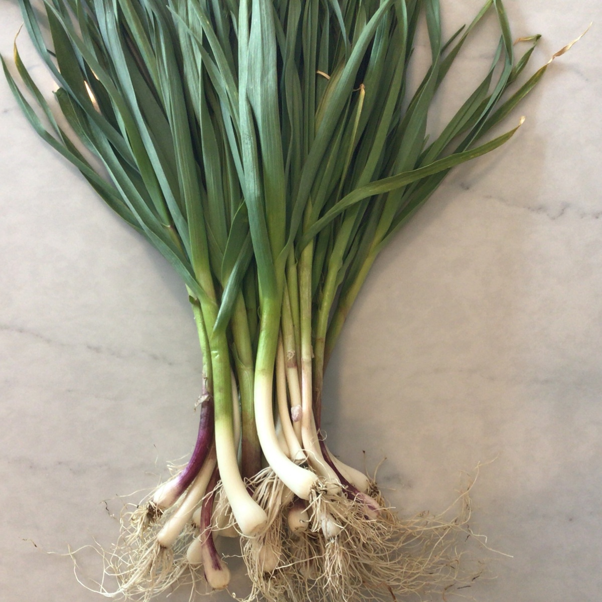 Meristem Farm Green Garlic, Organic (75c/oz)