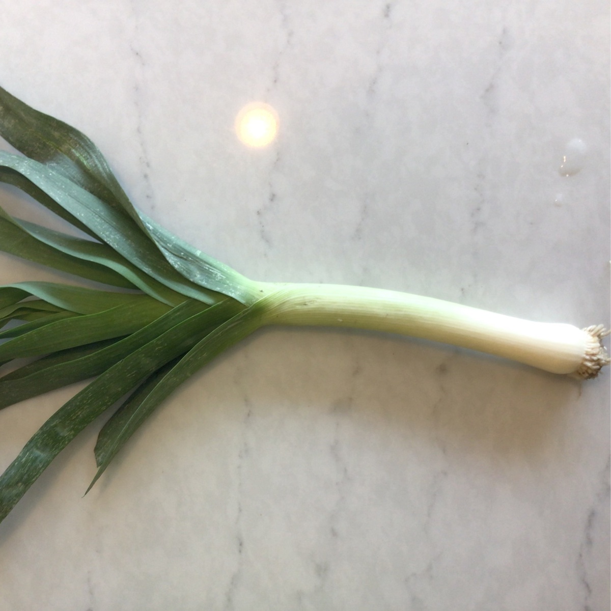 Jorge’s Organics Leeks, USDA Organic