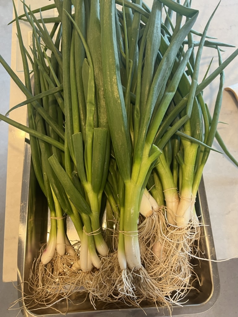 Wolff Farms Onions, Spring ($1/oz)