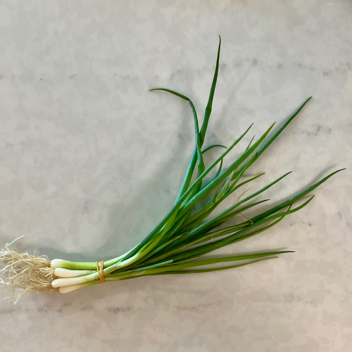 Wolff Farms Onions, Spring, Organic (per bunch)