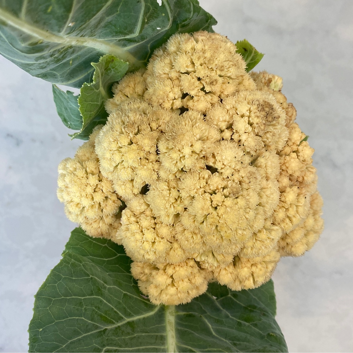 Pekarek's Produce Cauliflower