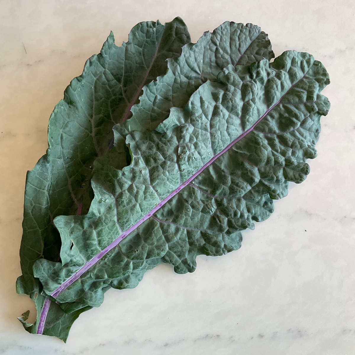 Wolff Farms Kale, Lacinato (or "Dino"), Organic (per Bunch)