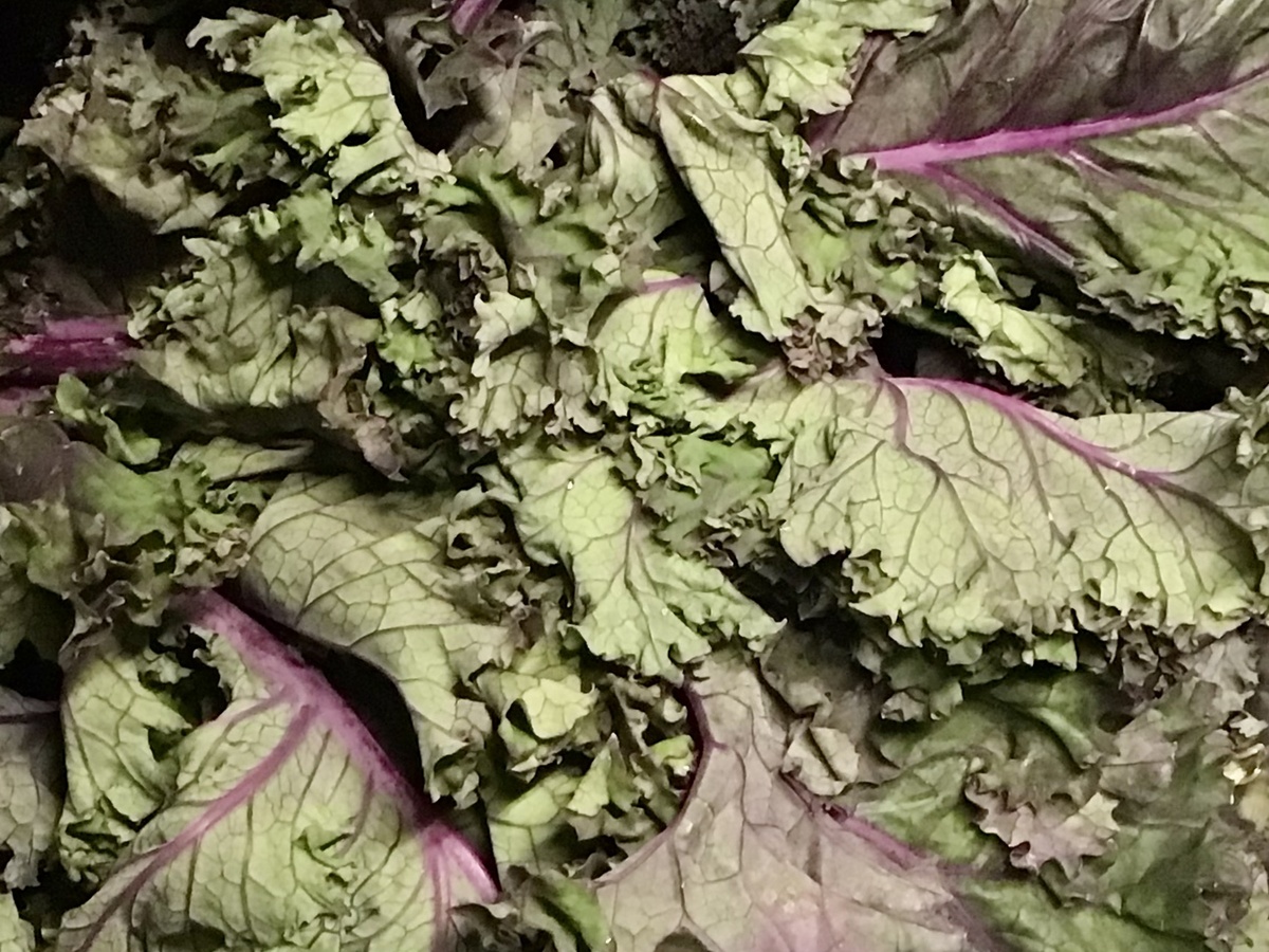 Z Farm Kale, Scarlet