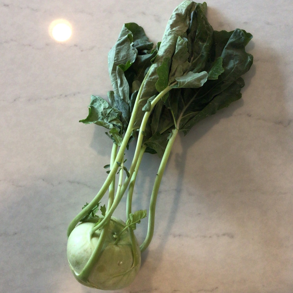 Z Farm Kohlrabi