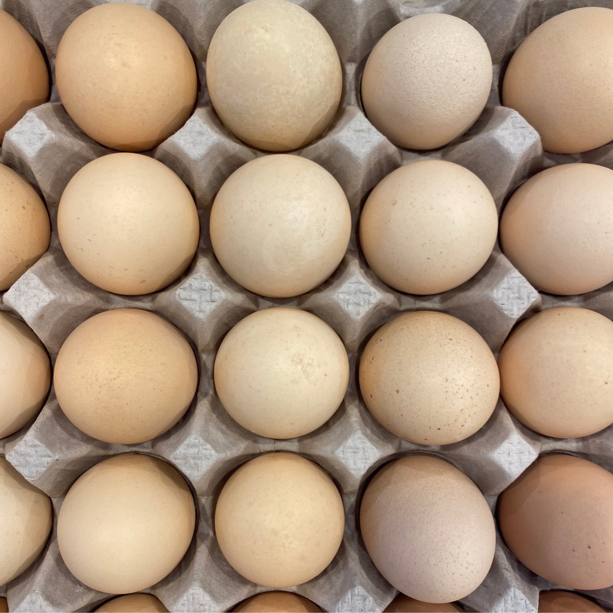 Early Morning Harvest Eggs, Pasture-Raised, Mixed Sizes