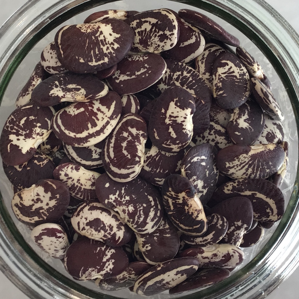 Beans, Christmas Lima, LOCAL BBXMASBEANS Squeaky Green Organics Beans, Christmas Lima, LOCAL