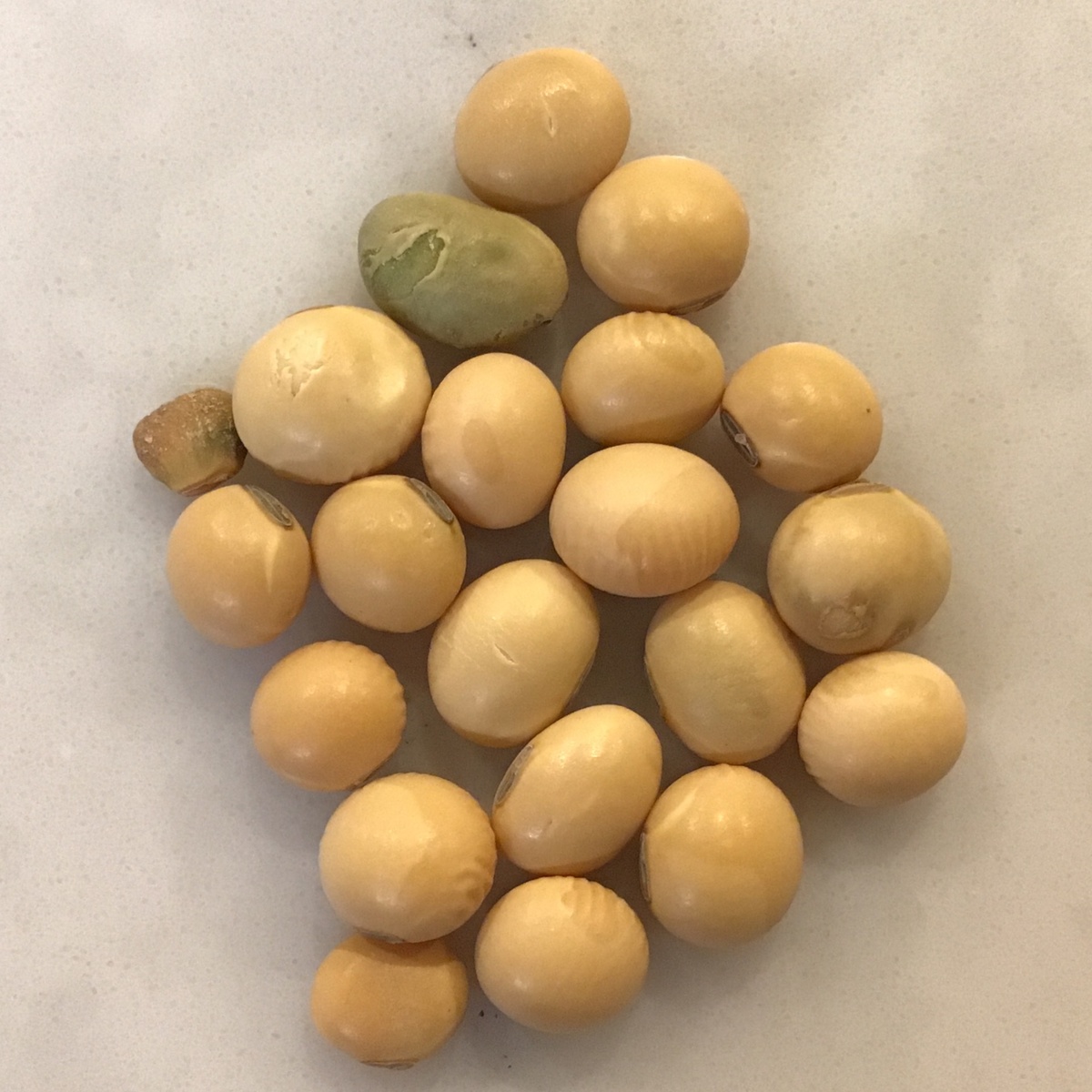 Grain Place Foods Beans, Soy