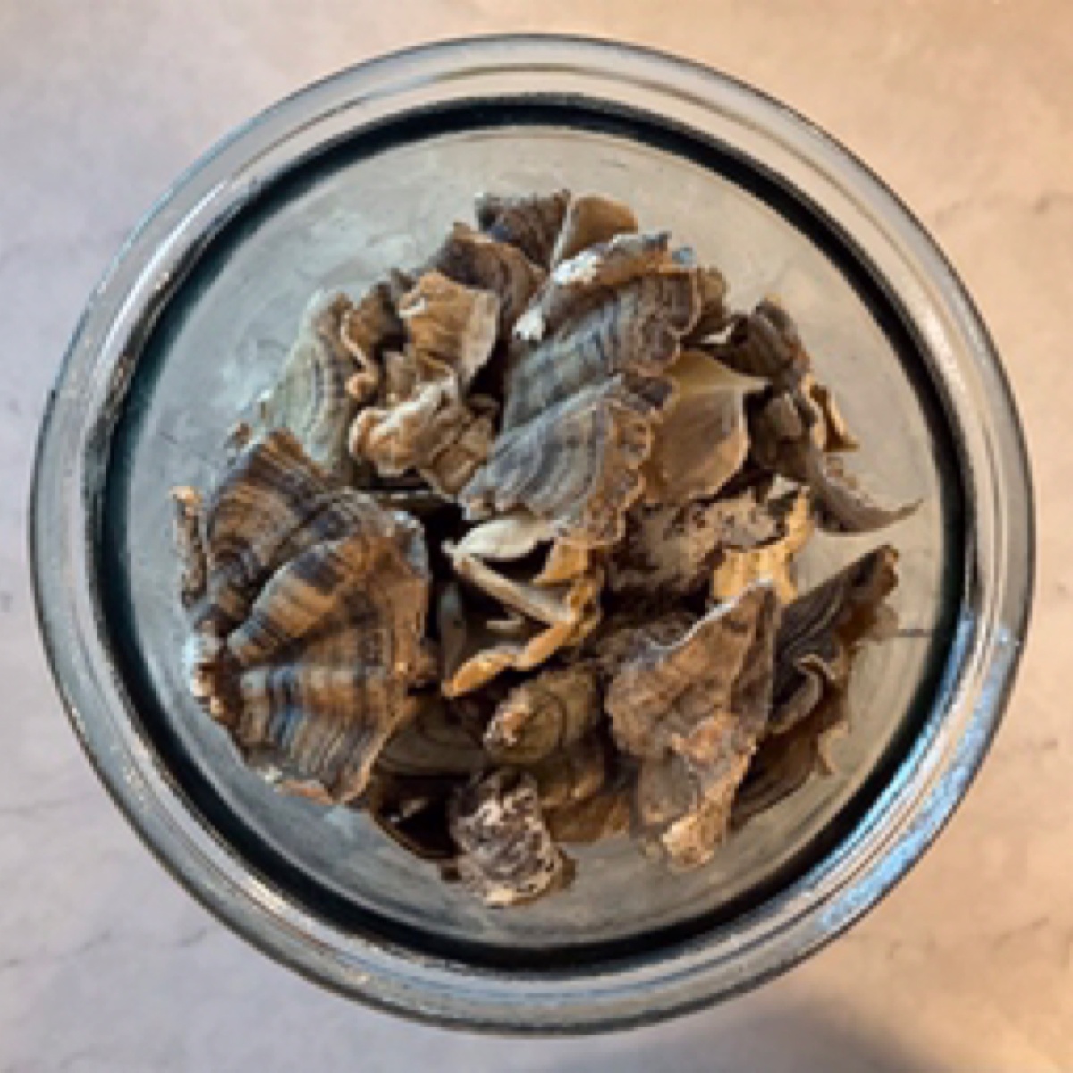 Forest Mushrooms Turkey Tail, Dried, USA, Wild-Harvested ($4/oz)