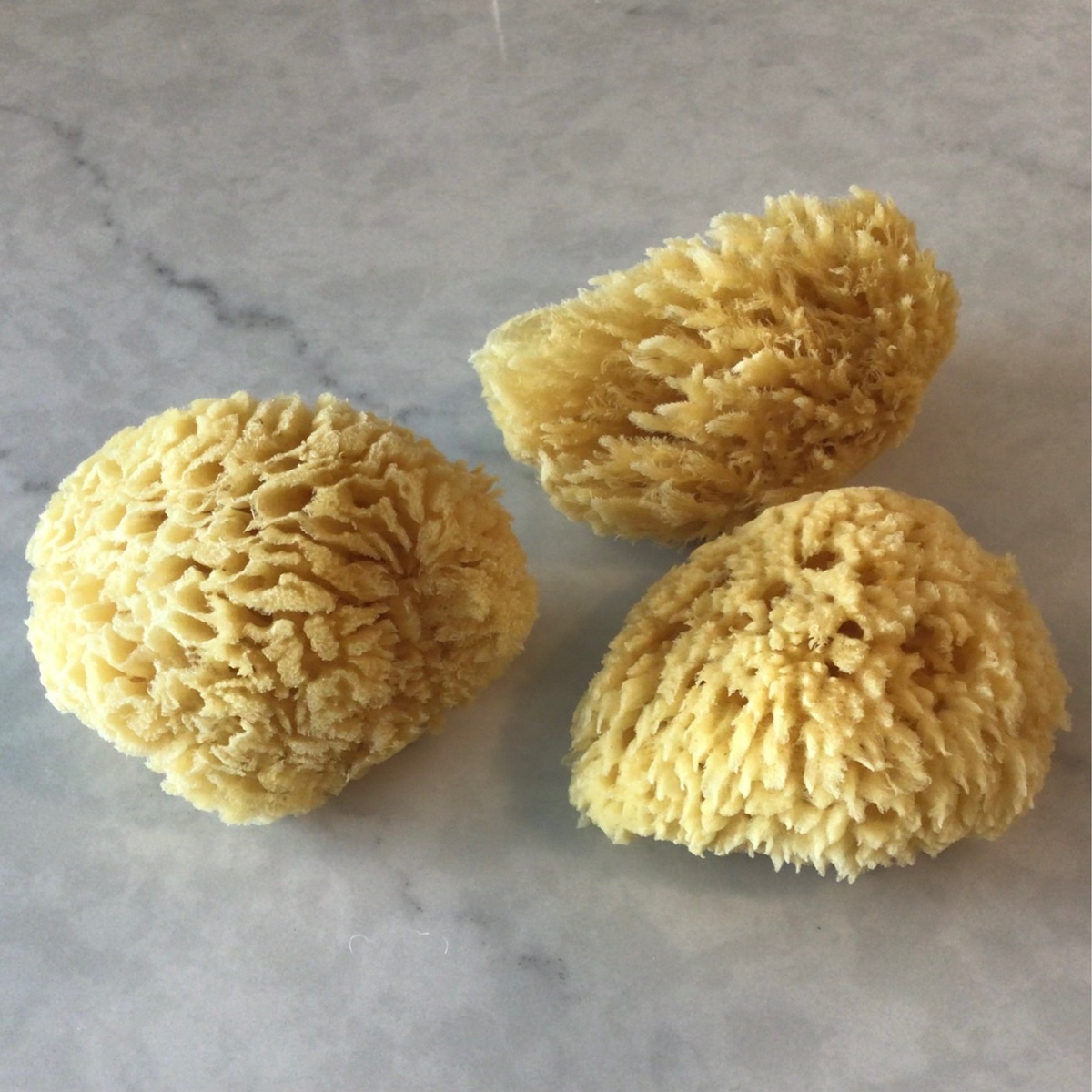 -- Dead Sea Sponges Natural (each) compostable