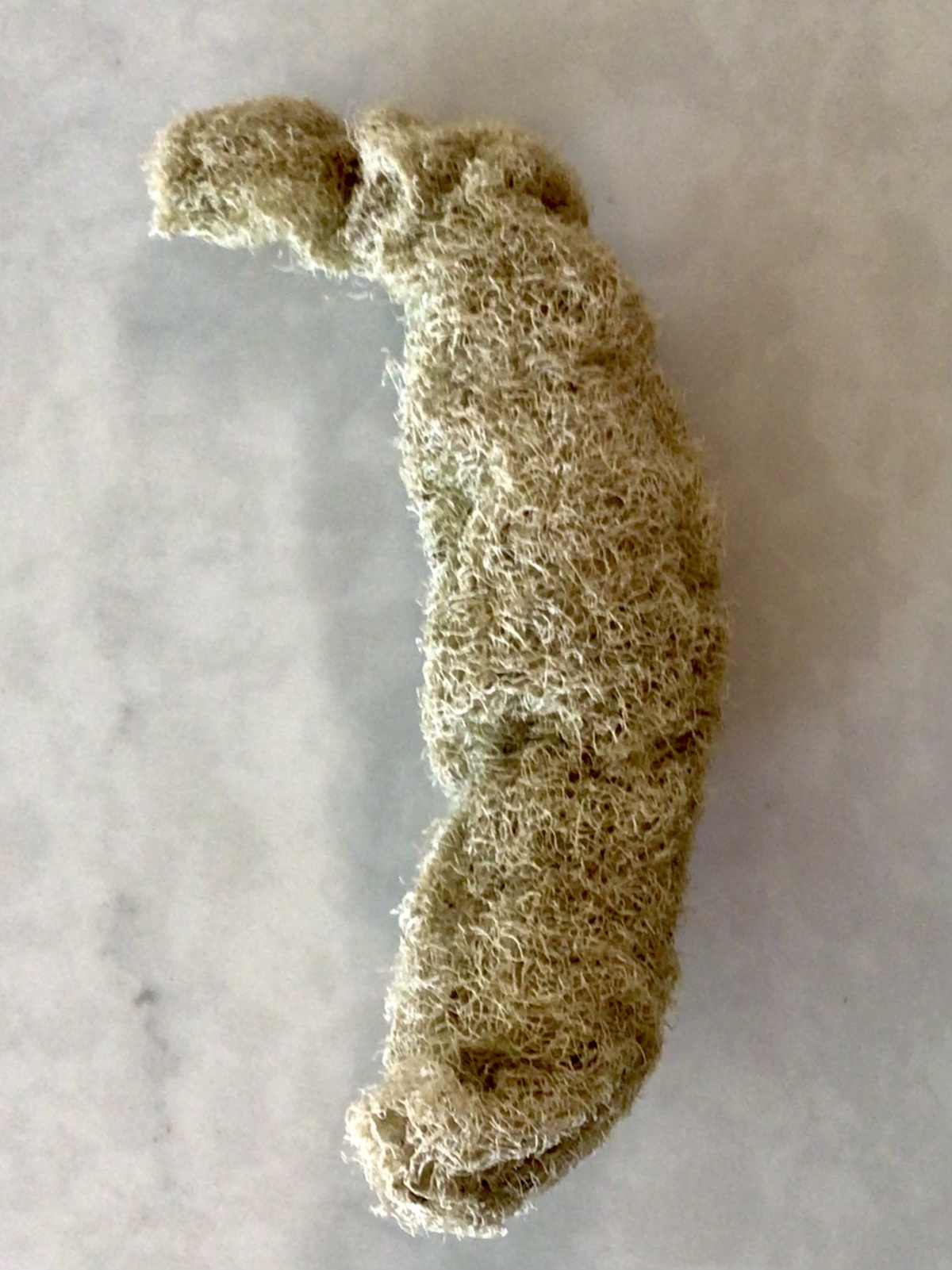 Unbranded - Whole Unbleached Loofahs - image 3