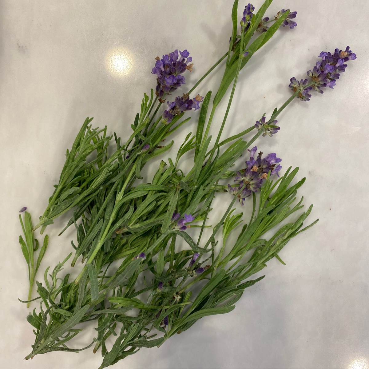 Benson Bounty Lavender, Local, Dried ($3.75/oz)