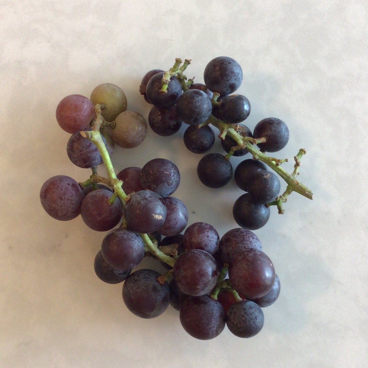 Iowa Food Hub Grapes, Mars Variety