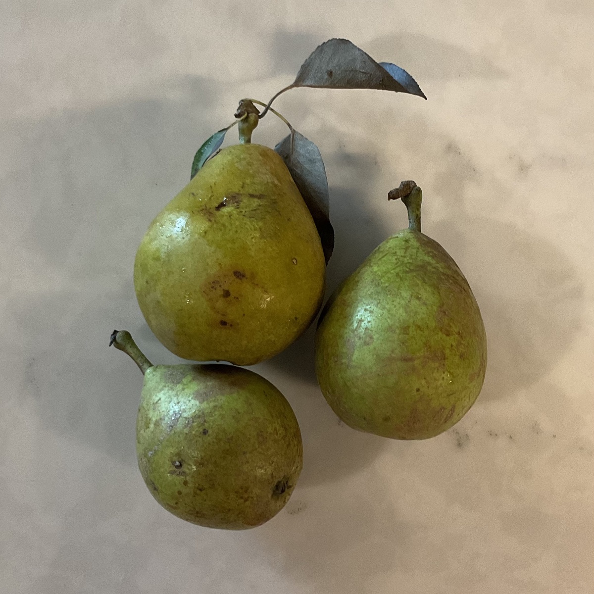 Bridgewater Farm Pears, Bartlett, Organic