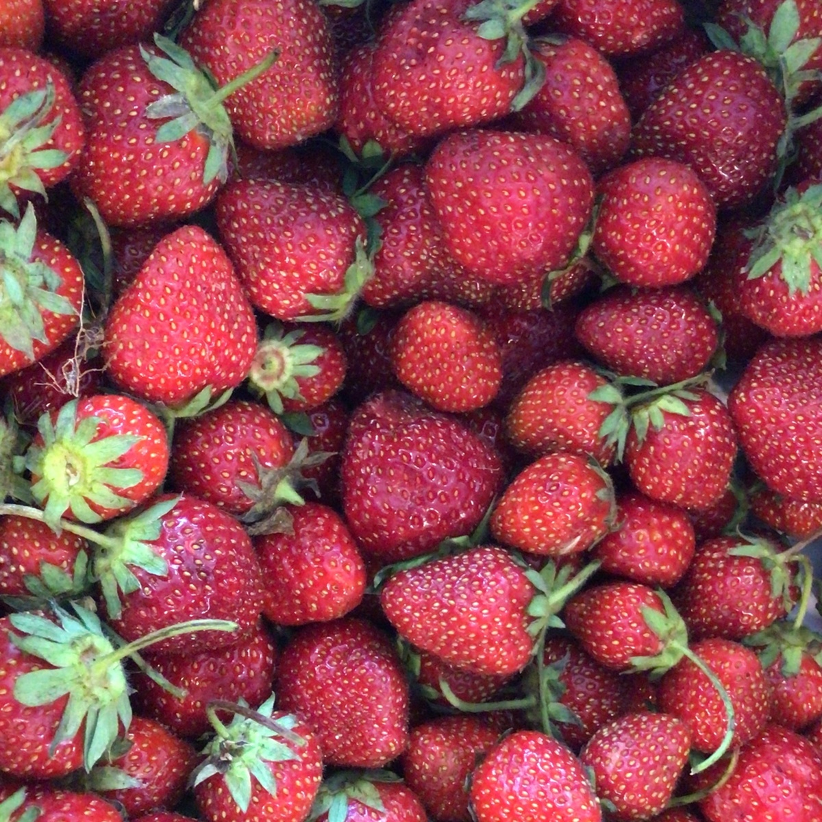 FairView Amish Farm Strawberries, Amish-Grown