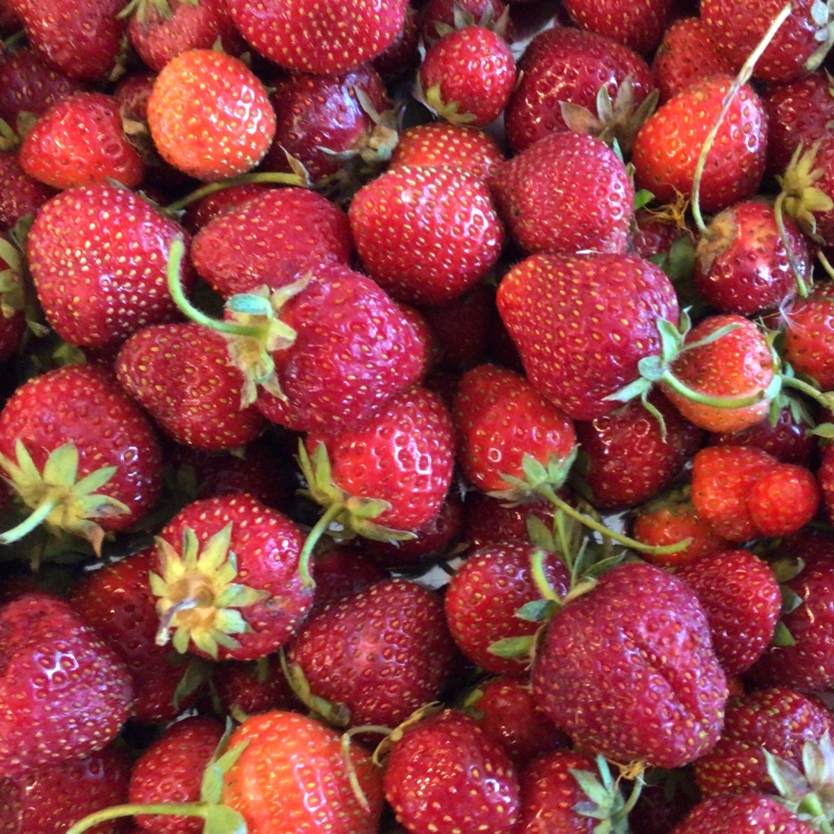 Long Walk Farm Strawberries (per pint)