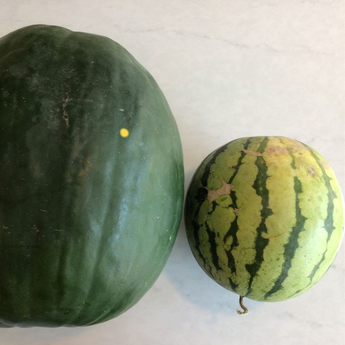 Star Center Farm Watermelon, Local ($ varies)