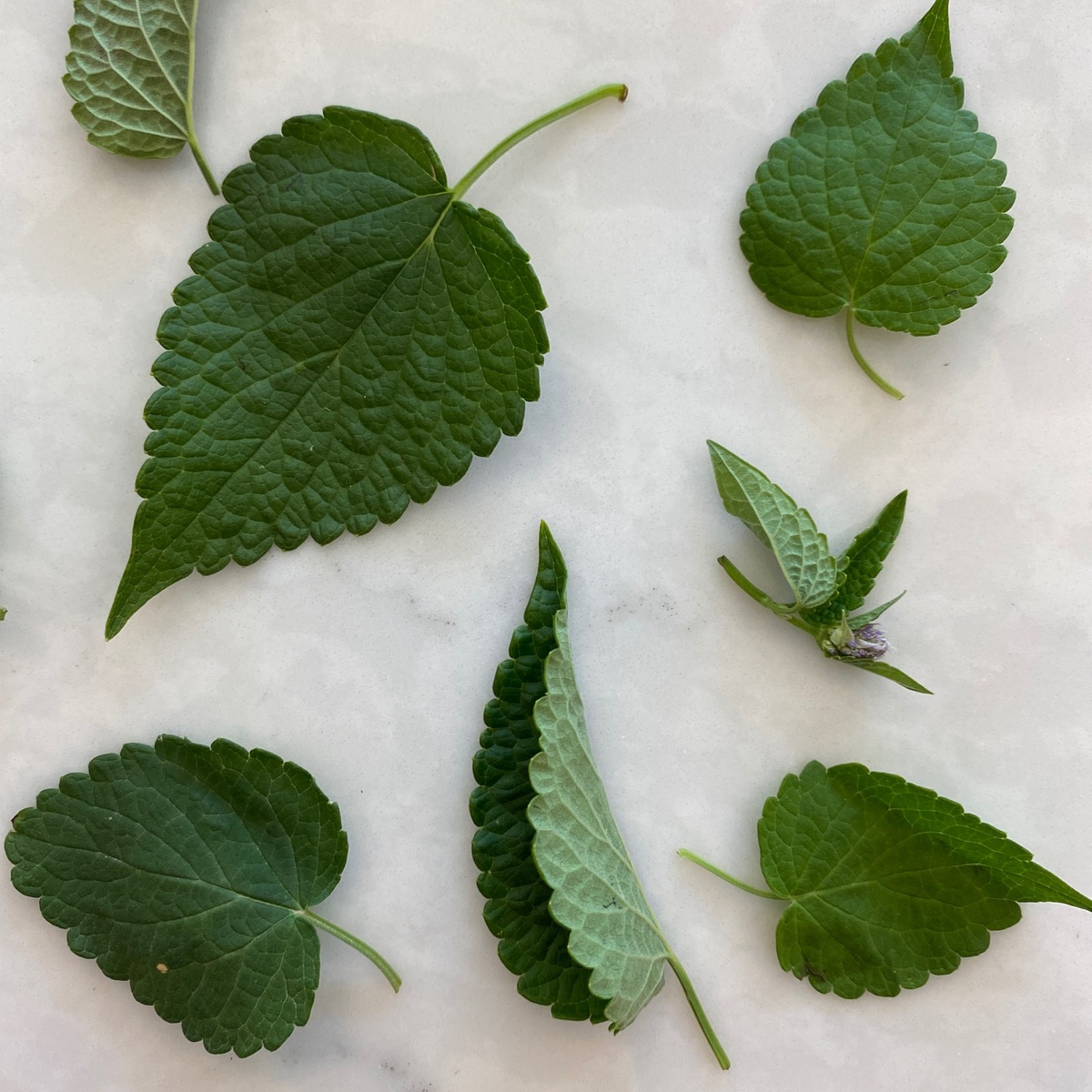 exist green Anise Hyssop, Fresh ($3/oz)