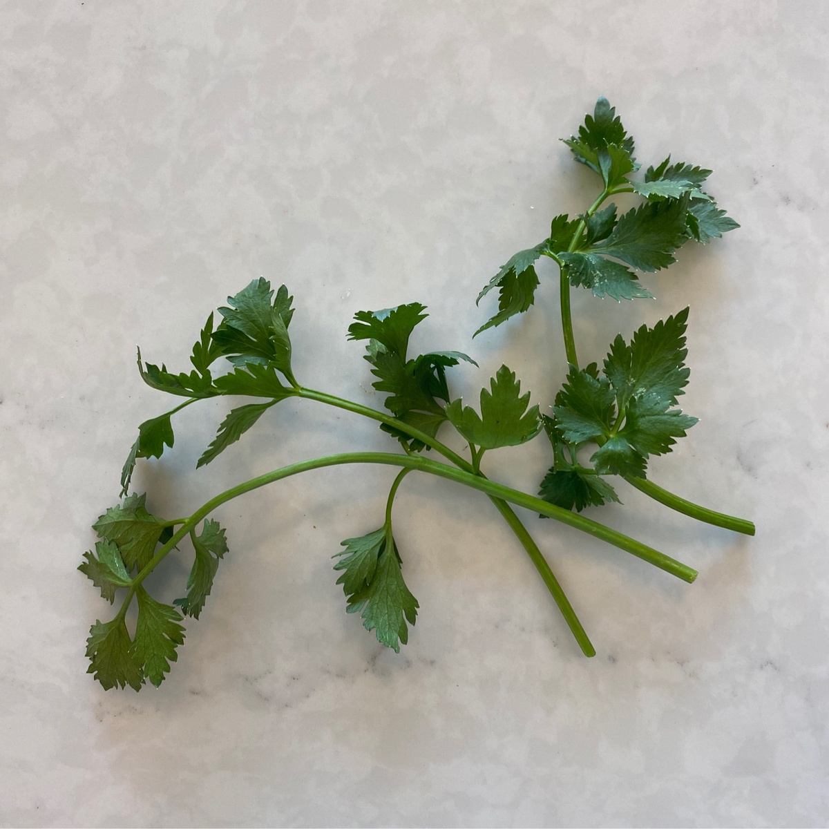 Exist Green Or Z Farm Celery, fresh w/greens, aka "cutting celery" (90c/oz)