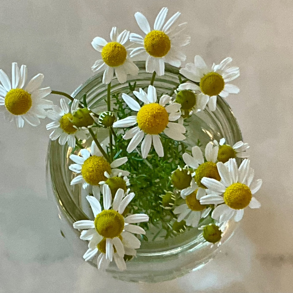 exist green Chamomile, Fresh ($5/oz)