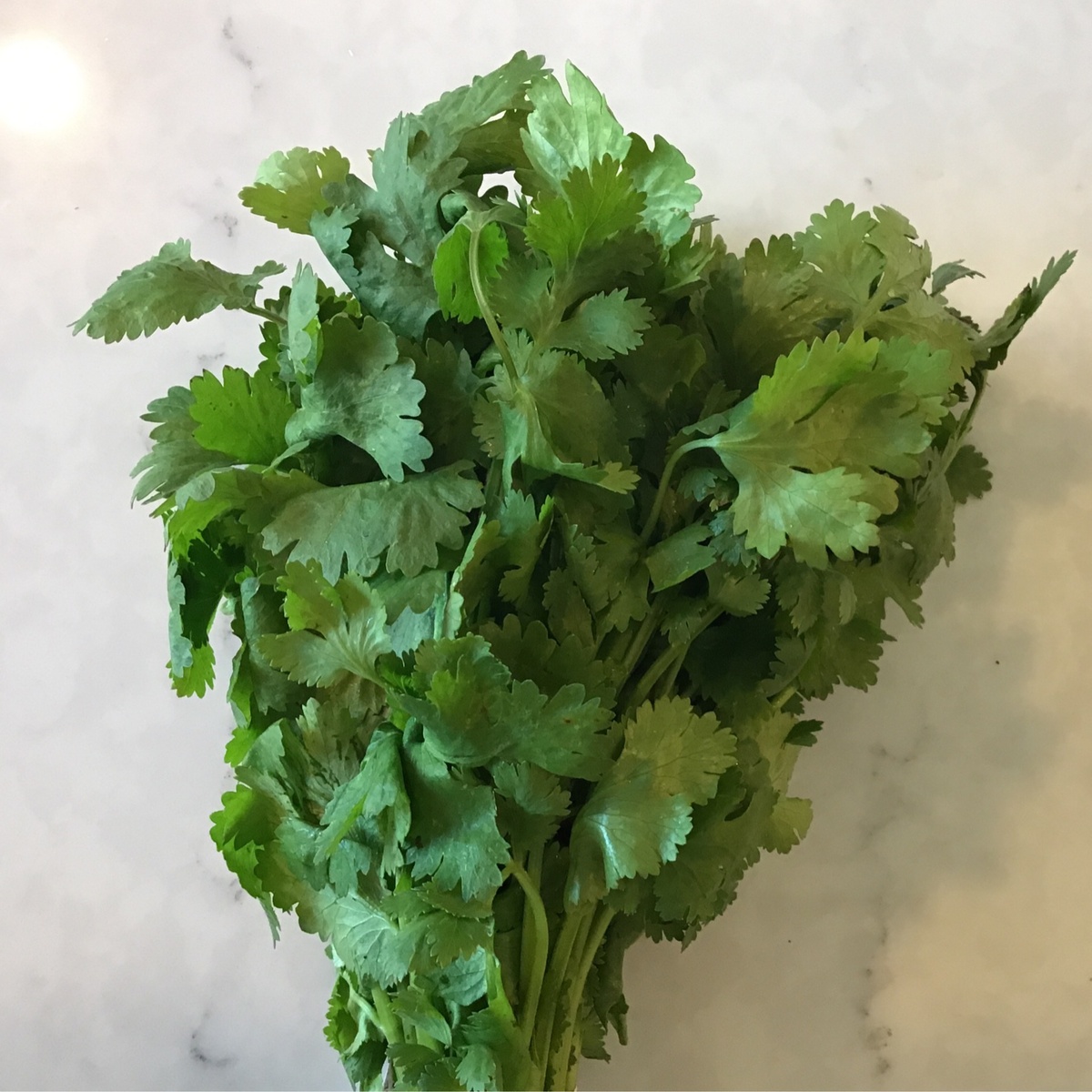 Robinette Farms Cilantro, Organic (per bunch)