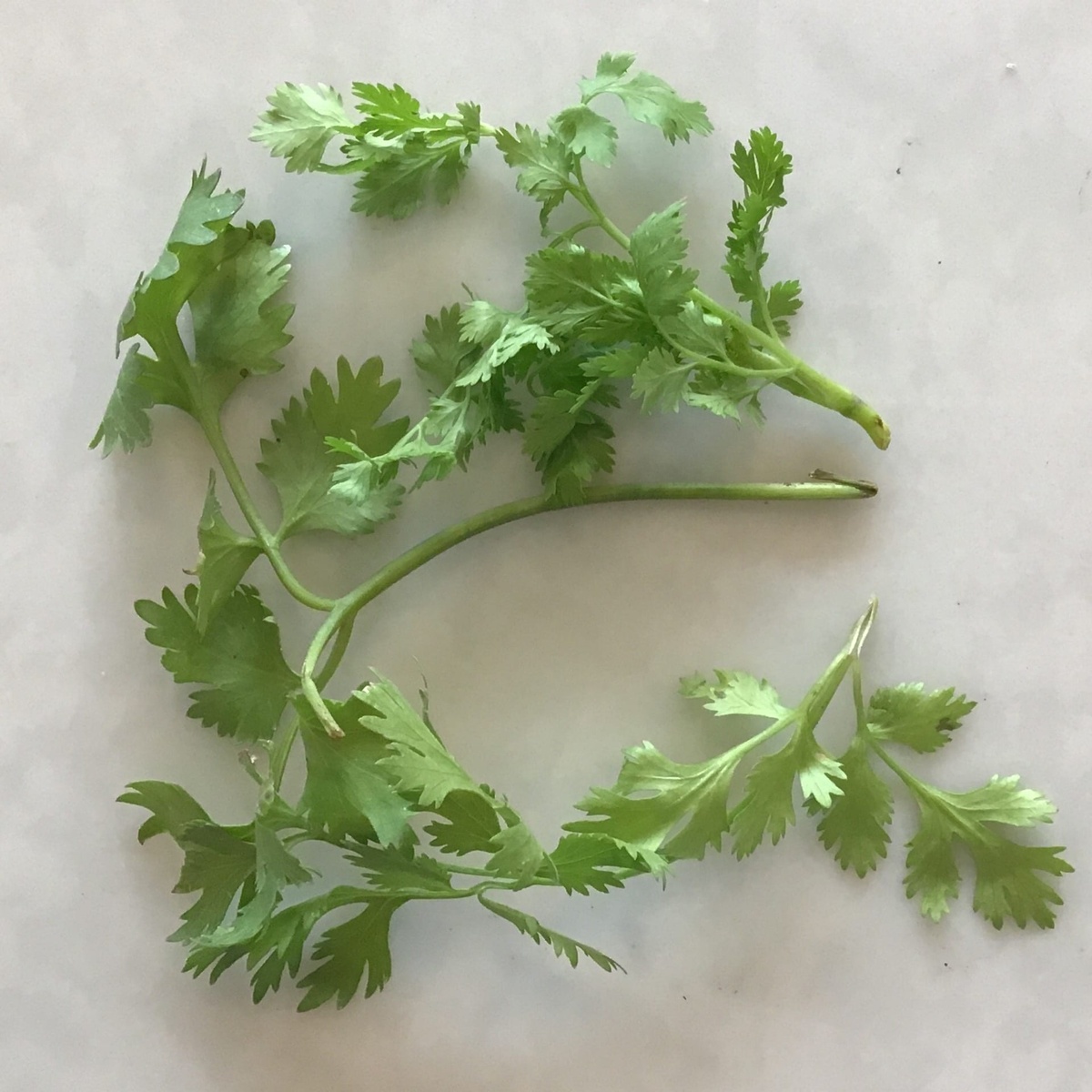 Early Morning Harvest Cilantro, Fresh ($4/oz) organic produce