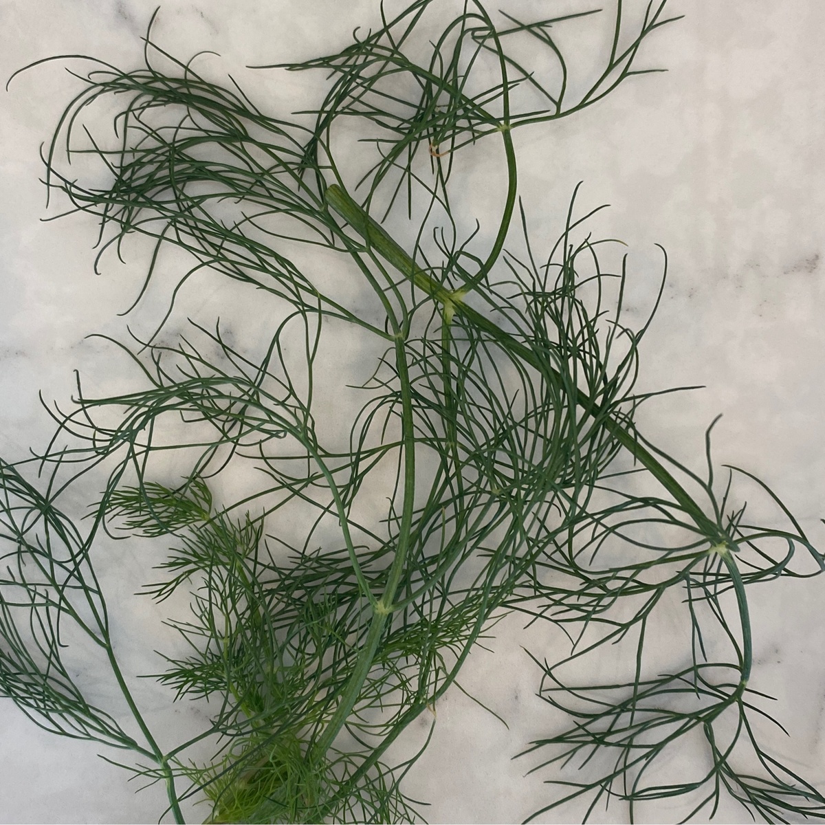 Robinette Farm Dill, Fresh (per bunch)