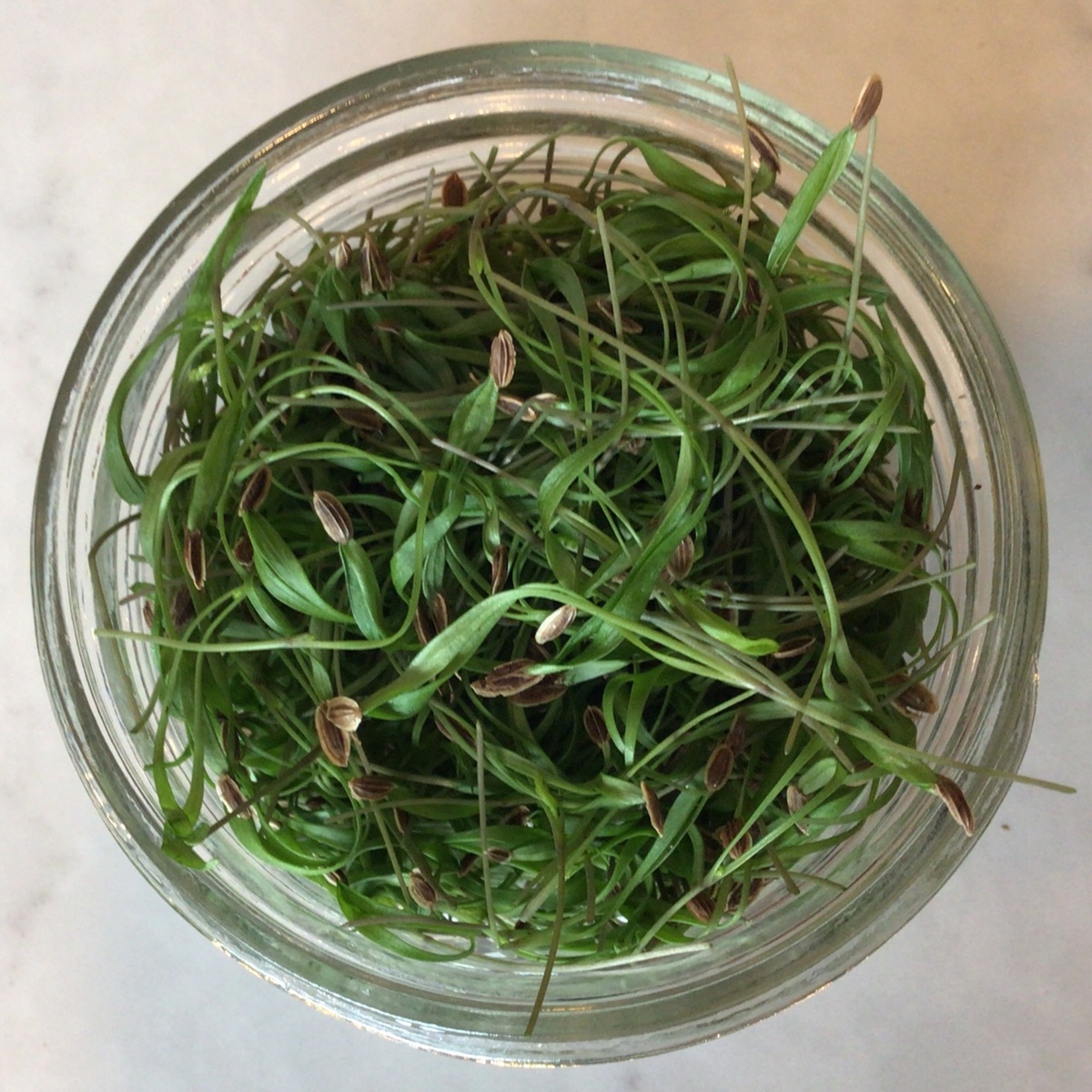 Flavor Country Farms Dill, Micro greens ($4.50/oz)
