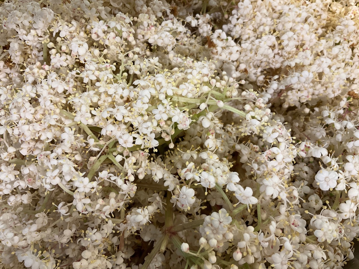 Benson Bounty Elderflower, Fresh ($1.8/oz)