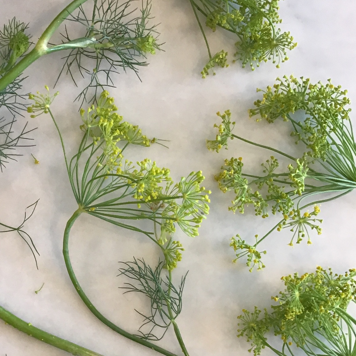 Delish Farms Fresh Dill Fronds ($3/oz)