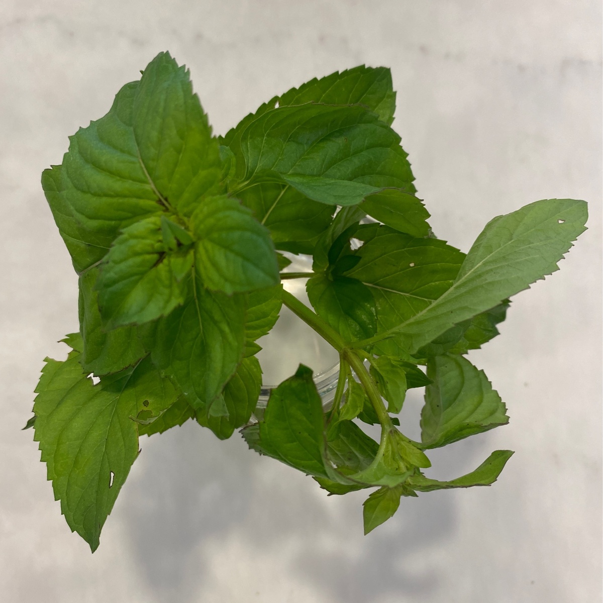 One Farm Grapefruit Mint ($2/oz)