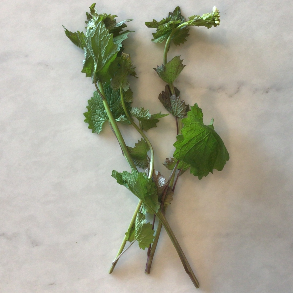 Flavor Country Farms Greens, Mustard, Wild Garlic (60c/oz),