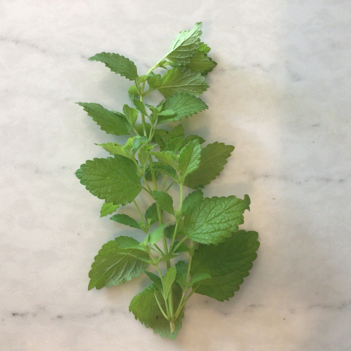 exist green Lemon Balm, Fresh ($2/oz)