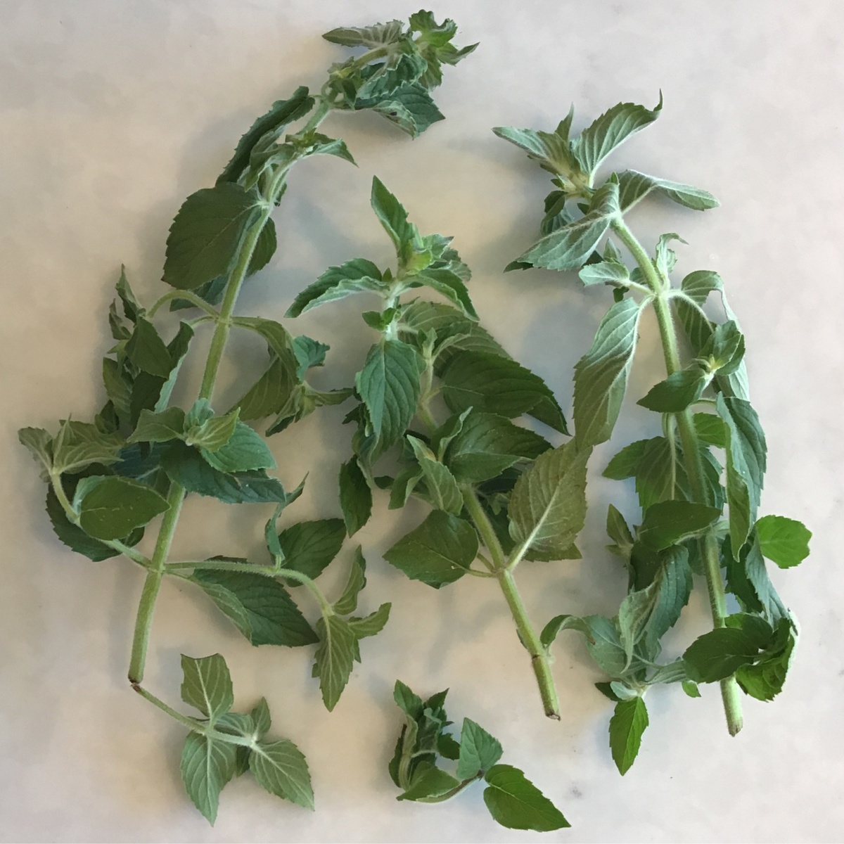 One Farm Lemon Mint ($3/oz)