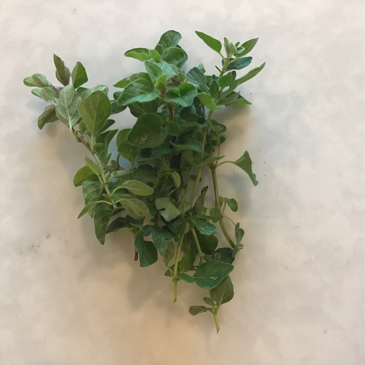 exist green Oregano, Fresh ($2/oz)