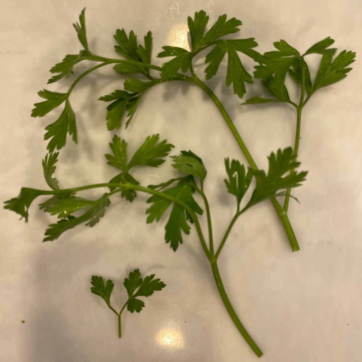 exist green Parsley, Fresh ($2/oz)