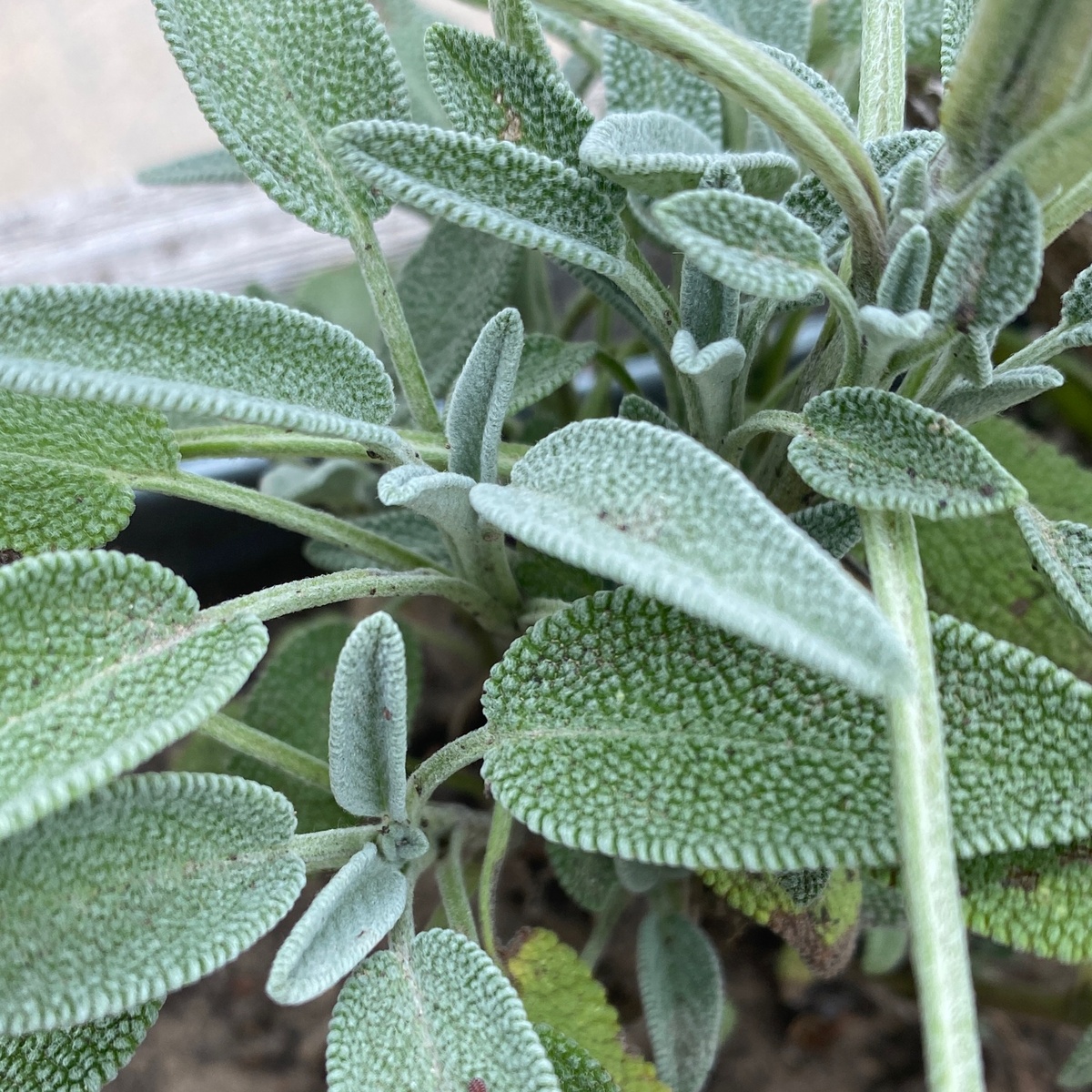exist green Sage, Fresh ($5.5/oz)