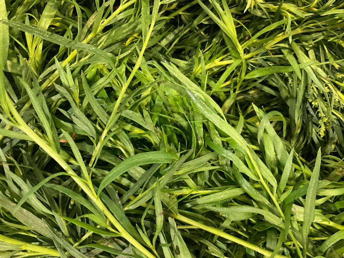 Benson Bounty Tarragon, Fresh ($2/oz) - image 2
