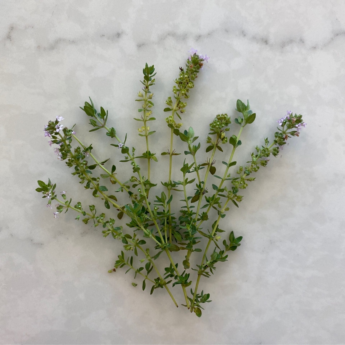 exist green Thyme, Fresh ($2.5/oz)