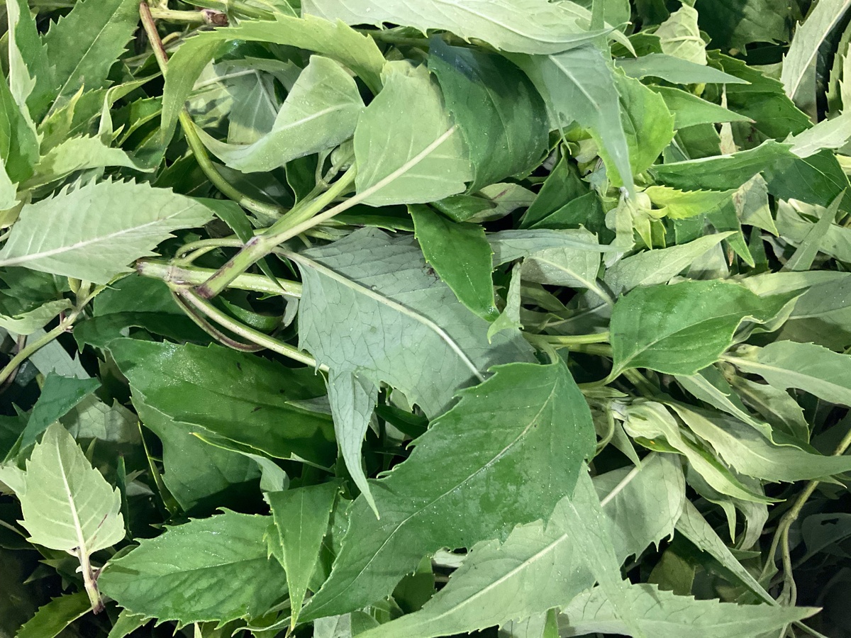 Benson Bounty Wild Bergamot, Fresh ($2/oz)