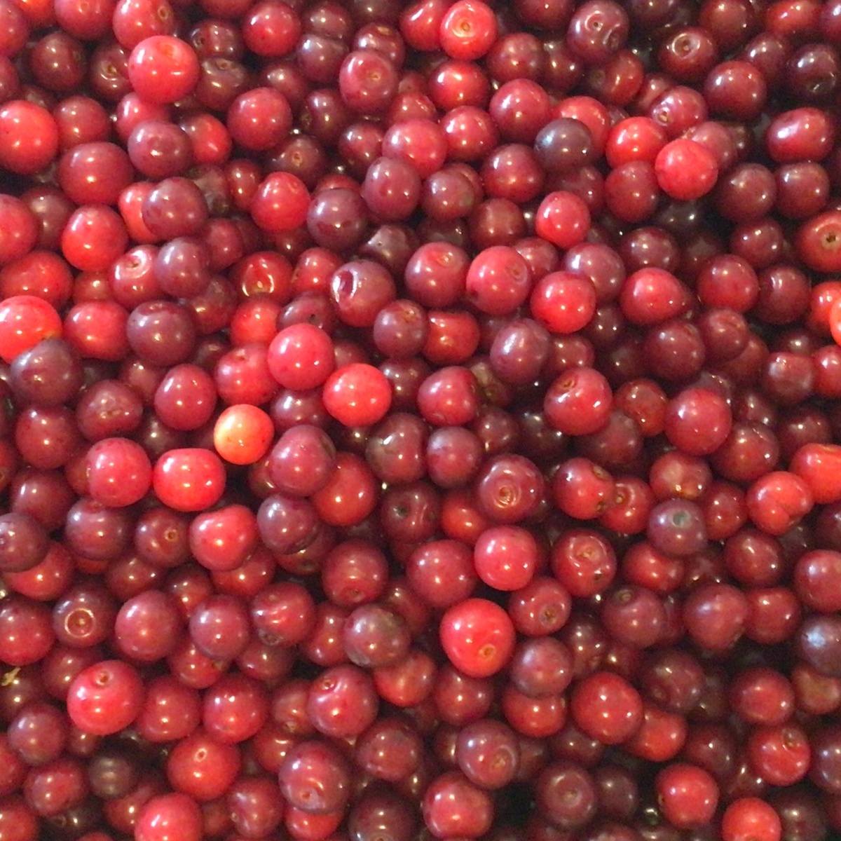 Early Morning Harvest Cherries, Tart, Frozen