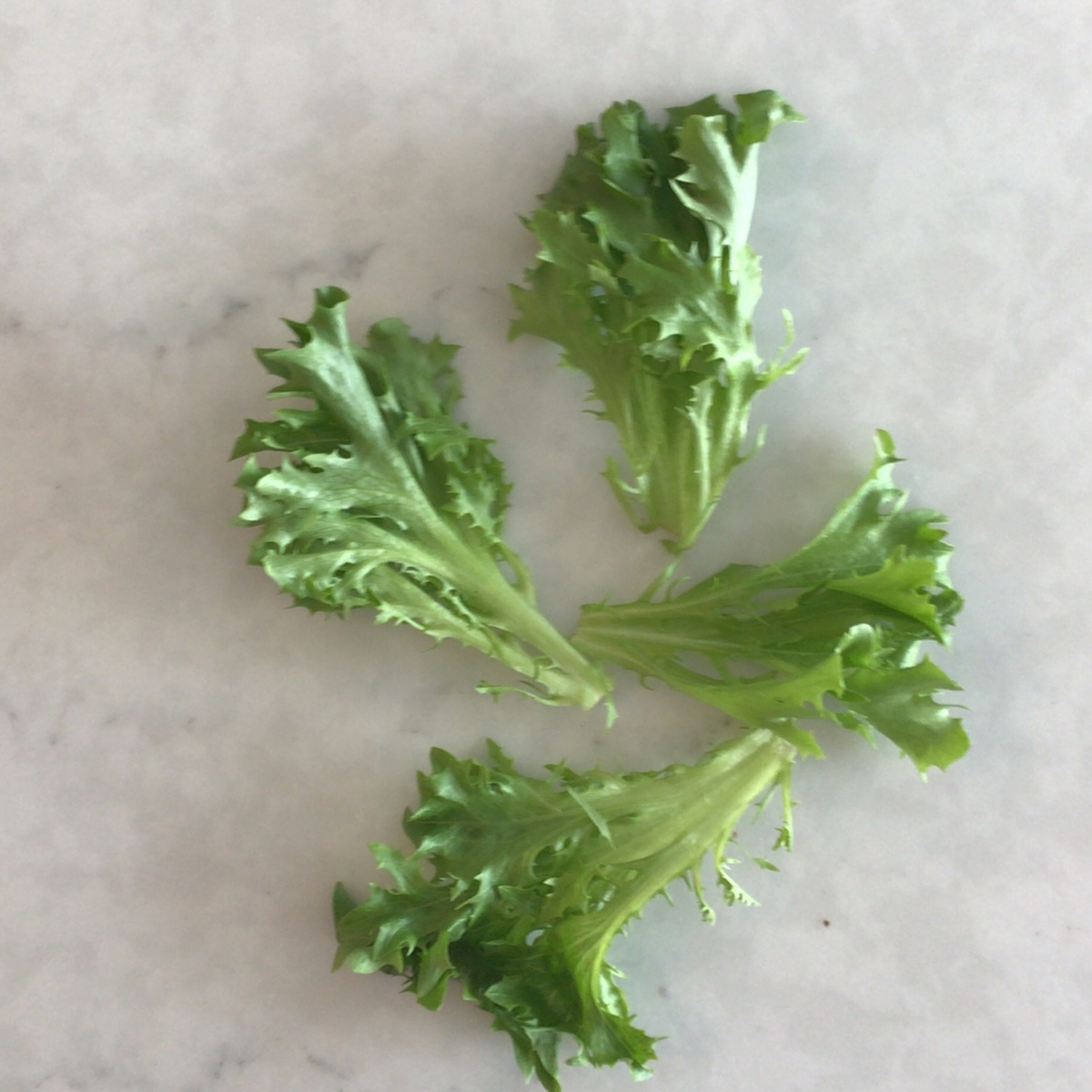 Salama Greenhouse 5 Star Leaf Lettuce Mix ($1/oz)