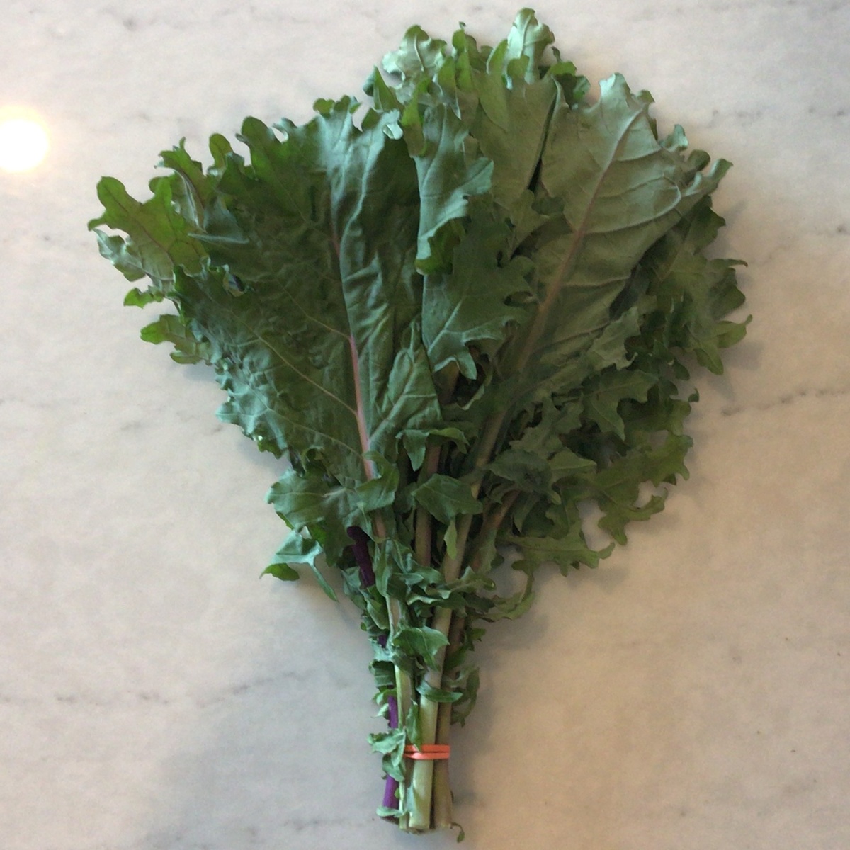 Benson Bounty Kale, White Russian, Loose (70c/oz)