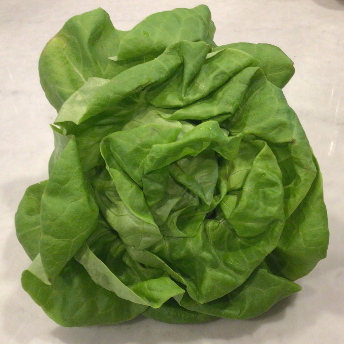 Wolff Farms Lettuce Heads, Green Butter (Each)