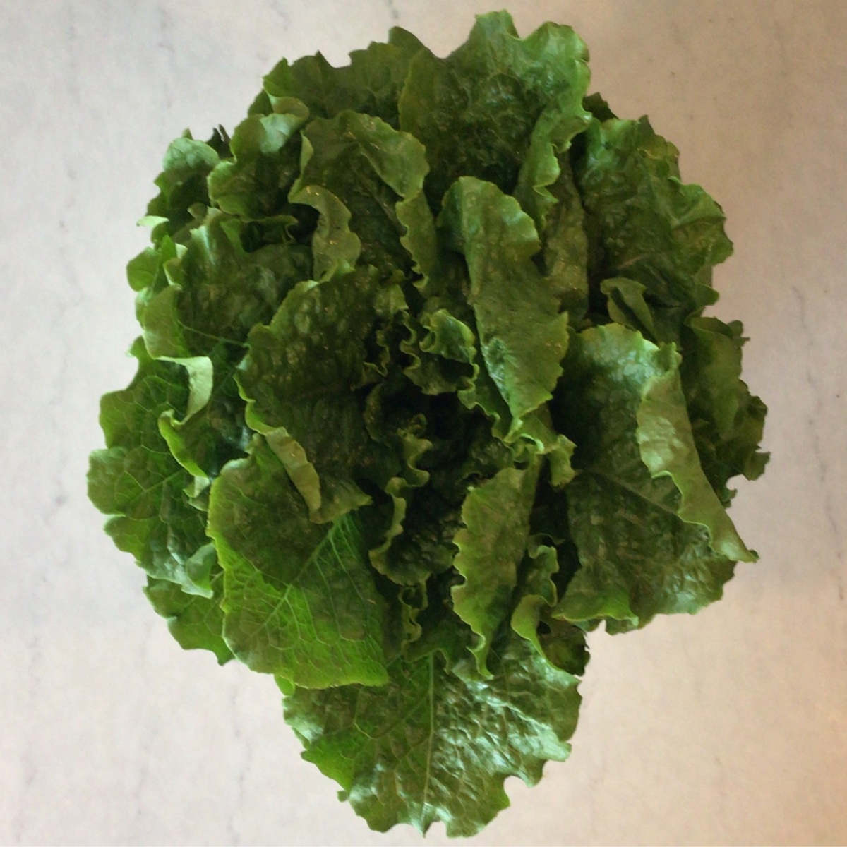 Robinette Farms Lettuce Heads, Mini Romaine (Each)