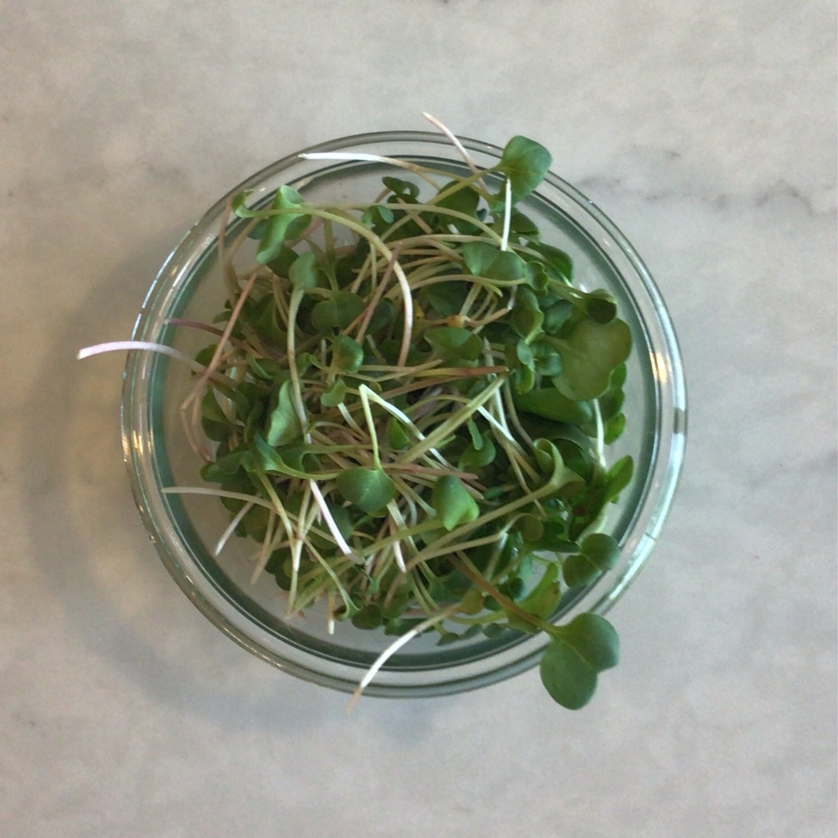 Big Prana Microgreens Micro Greens, Broccoli ($4.50/oz)
