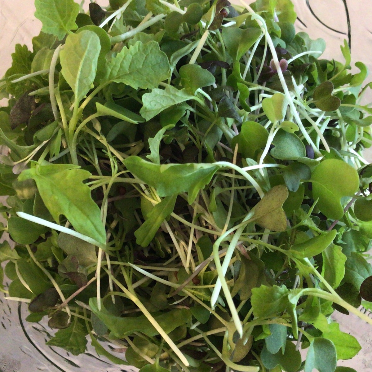 Big Prana Microgreens Micro Greens, Kohlrabi ($4.5/oz)
