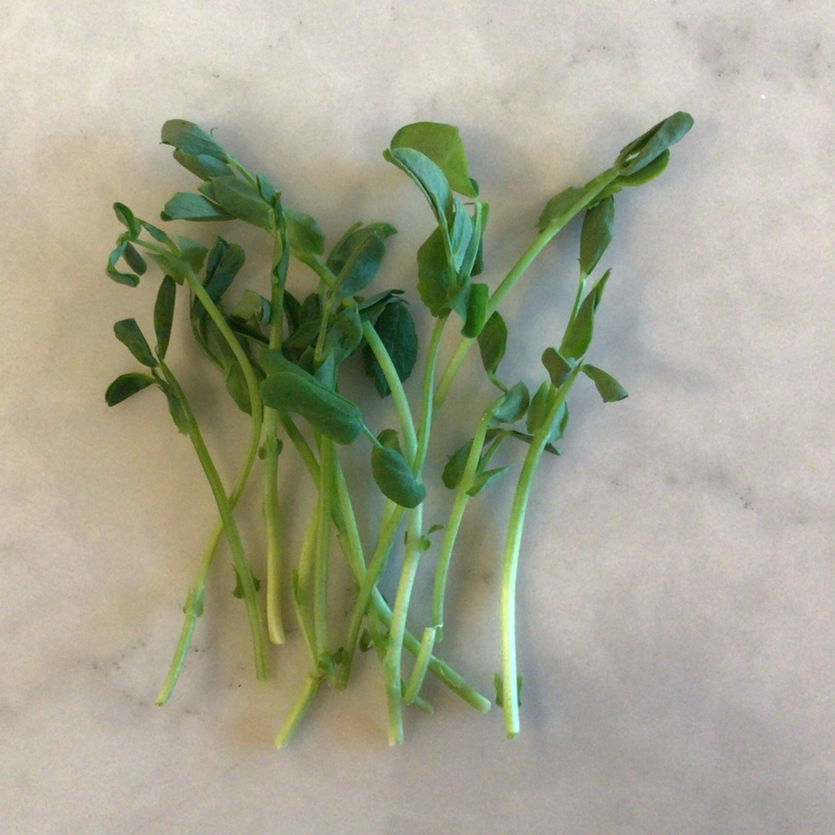 Big Prana Microgreens Micro Greens, Pea Shoots ($3.75/oz) organic greens