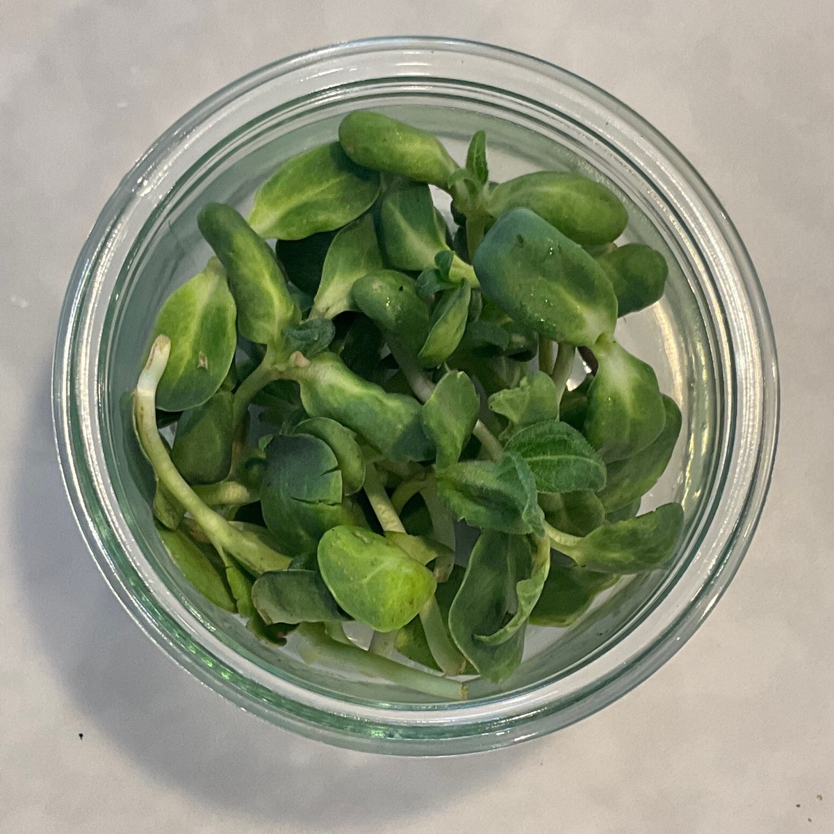 Big Prana Microgreens Micro Greens, Sunflower Shoots ($3.75/oz)
